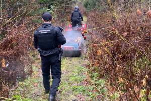 Four captured grizzly bears have been determined not to have been involved in an attack that left four seriously injured in Bella Coola on Nov. 20, 2025, the B.C. Conservation Officer Service said Friday, Nov. 28. (Conservation Officer Service photo)