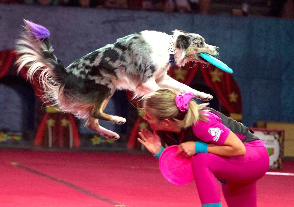 SuperDogs show at the PNE Fair in Vancouver.