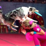 SuperDogs show at the PNE Fair in Vancouver.