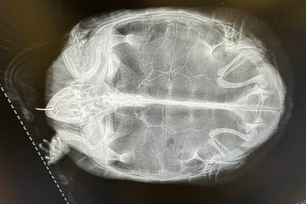 A painted turtle taken to the Metchosin-based BC SPCA Wild Animal Rehabilitation Centre is released to the wild.
