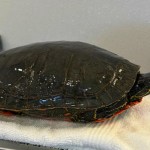 A painted turtle taken to the Metchosin-based BC SPCA Wild Animal Rehabilitation Centre is released to the wild.