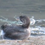 A pie-billed grebe is caught in plastic netting as local rescuers tried to save in Harrison Hot Springs.