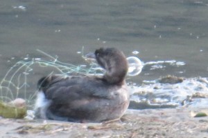 A pie-billed grebe is caught in plastic netting as local rescuers tried to save in Harrison Hot Springs.