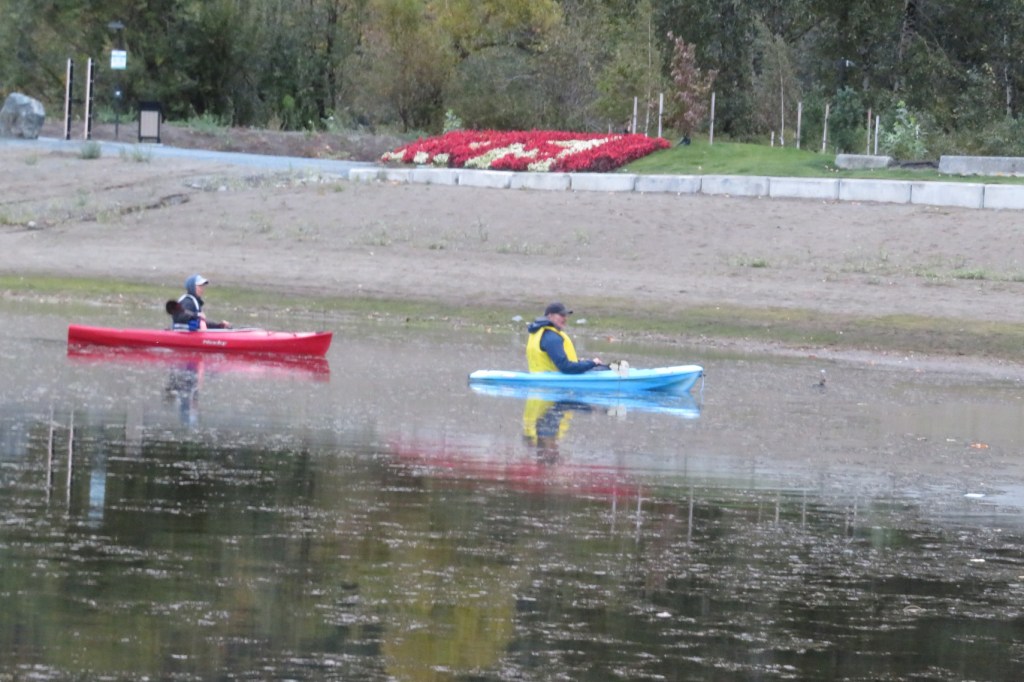 Two kayakers attempt to herd a pie-billed grebe trapped in plastic mesh to shore of Harrison Lake lagoon in hopes of freeing it.