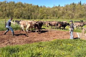 Visitors were invited to Creekside Cheese and Creamery in Agassiz on April 18 to watch the cows run out to the meadow to graze for the first time this spring.