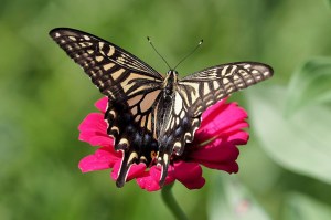 Asian swallowtail butterfly (Papilio xuthus) on a zinnia flower in Japan.
