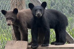 Two of the many temporary residents who pass through the Northern Lights Wildlife Shelter on their way to being rewilded.