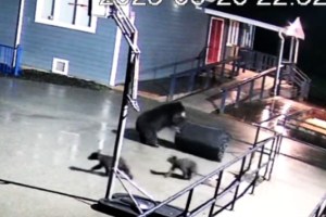 A bear and two cubs were spotted handling a garbage bin at Valley Christian School last weekend.