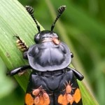 Nicophorus defodiens, the most common burying beetle seen in northwestern B.C.