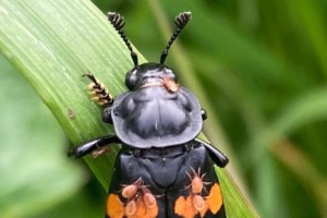 Nicophorus defodiens, the most common burying beetle seen in northwestern B.C.