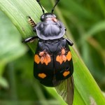 Nicophorus defodiens, the most common burying beetle seen in northwestern B.C.