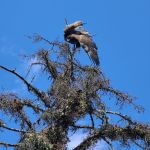 An eagle was spotted hanging from a tree on Wednesday, Aug. 20 and was rescued by volunteers the following day.