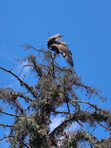 An eagle was spotted hanging from a tree on Wednesday, Aug. 20 and was rescued by volunteers the following day.