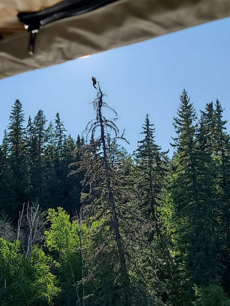 An eagle was spotted hanging from a tree on Wednesday, Aug. 20 and was rescued by volunteers the following day.