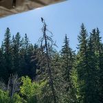 An eagle was spotted hanging from a tree on Wednesday, Aug. 20 and was rescued by volunteers the following day.