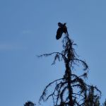 It's unclear how the eagle managed to wrap it's leg around a branch at the top of a tree in Lac la Hache, leaving it caught hanging from the tree through the night before it was rescued on Thursday, Aug. 21.