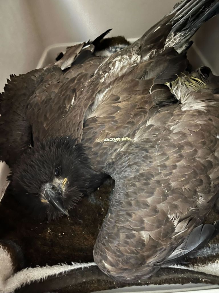 An eagle was rescued by volunteers in Lac la Hache after getting caught in a tree and is being sent to OWL for rehabilitation.