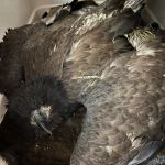 An eagle was rescued by volunteers in Lac la Hache after getting caught in a tree and is being sent to OWL for rehabilitation.