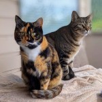 Lana and Lucy were best friends until a trip to the vet changed everything.