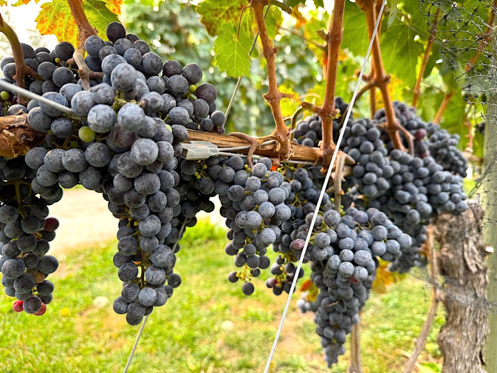 Grapes ready for harvest at River Stone Estate Winery in Oliver on Sept. 29, 2025.
