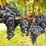 Grapes ready for harvest at River Stone Estate Winery in Oliver on Sept. 29, 2025.