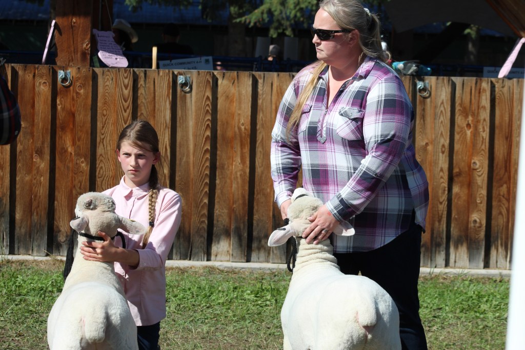 Sheep show