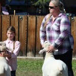 Sheep show