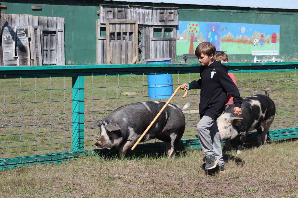 Practising show pigs