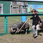 Practising show pigs