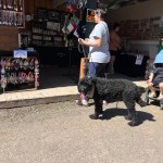 The summer weather made a return for the fair, with the mercury soaring to the high twenties after a week of cold rainy weather.