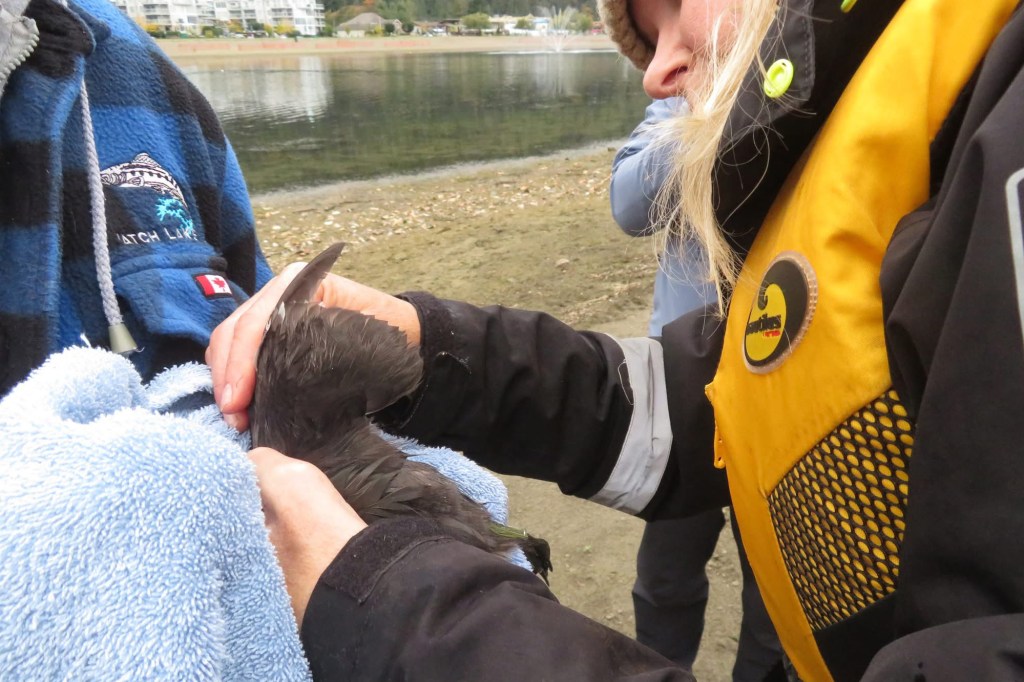 Wildlife rescuers examine the wing of a pie-billed grebe before releasing it back into Harrison Lake lagoon this past Saturday (Oct. 18).