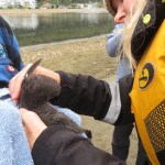 Wildlife rescuers examine the wing of a pie-billed grebe before releasing it back into Harrison Lake lagoon this past Saturday (Oct. 18).