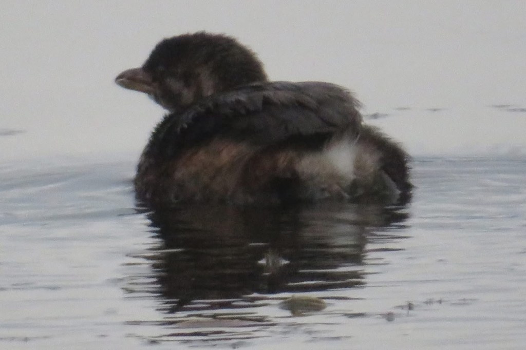 The young pie-billed grebe caught in a plastic net is now freed.