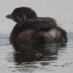The young pie-billed grebe caught in a plastic net is now freed.