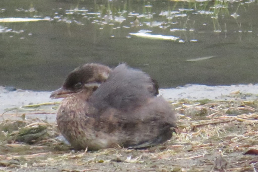 This young pie-billed grebe is recovering from being caught in plastic netting late last week. Volunteers captured the bird, cut it free from netting and released it back into the wild.
