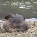 This young pie-billed grebe is recovering from being caught in plastic netting late last week. Volunteers captured the bird, cut it free from netting and released it back into the wild.