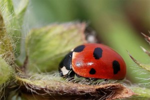7-spotted ladybug (Coccinella magnifica).
