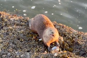 A sea otter snacks on crab near the Inner Harbour in Victoria.