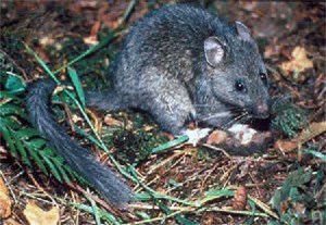 Bushy-tailed Woodrat.