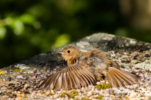 Robin sunbathing.