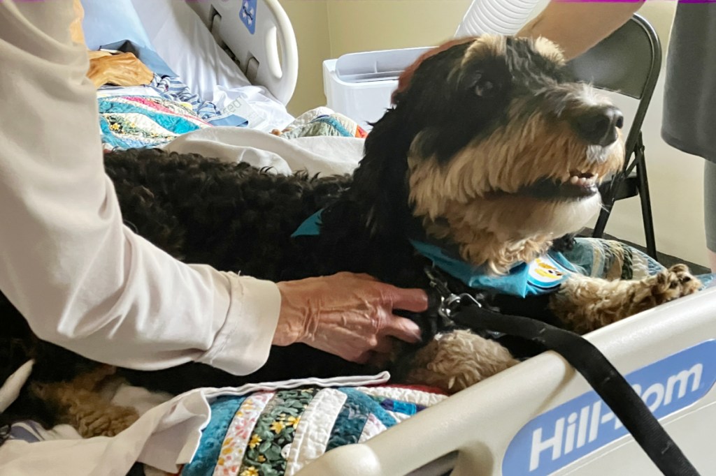 Rummy brings a little weighted love to a patient at Victoria Hospice, while providing a much-needed distraction for their family members.