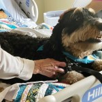 Rummy brings a little weighted love to a patient at Victoria Hospice, while providing a much-needed distraction for their family members.