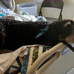 Rummy brings a little weighted love to a patient at Victoria Hospice, while providing a much-needed distraction for their family members.