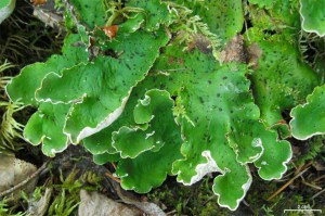 Freckled pelt (Peltigera aphthosa).