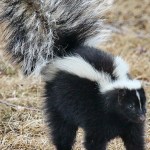 A striped skunk (Mephitis mephitis) gets ready to spray.