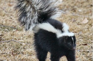 A striped skunk (Mephitis mephitis) gets ready to spray.