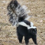 A striped skunk (Mephitis mephitis) gets ready to spray.