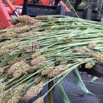 Best Coast Distillers uses sorghum grown on-site at the North Saanich farm to make its rum.