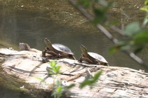 Painted turtles hanging out on a log in Still Pond in Kelowna.