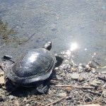 A painted turtle taken to the Metchosin-based BC SPCA Wild Animal Rehabilitation Centre is released to the wild.